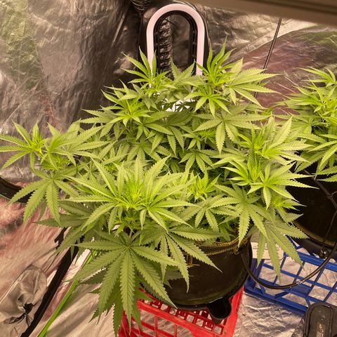 Future 1 photo growlog timeline photo