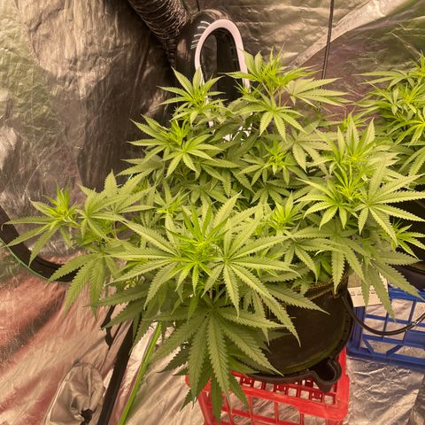 Future 1 photo growlog timeline photo