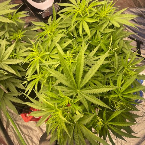 Future 1 photo growlog timeline photo