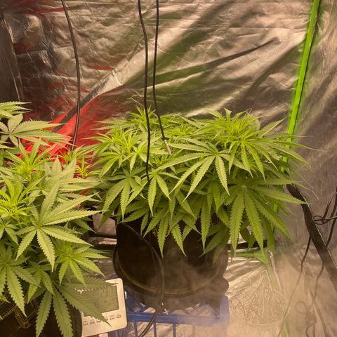 Future 1 photo growlog timeline photo