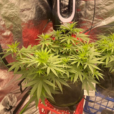 Future 1 photo growlog timeline photo
