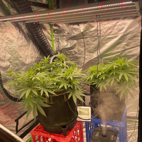 Future 1 photo growlog timeline photo