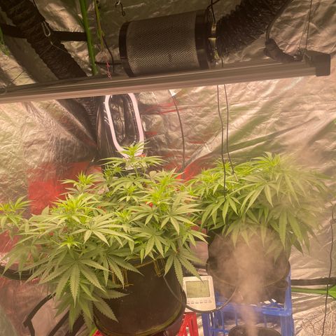 Future 1 photo growlog timeline photo