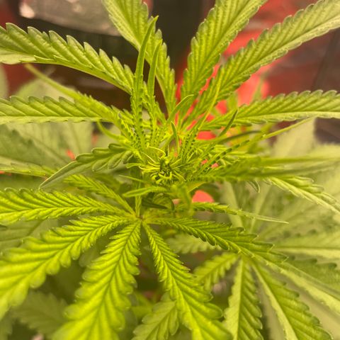 Future 1 photo growlog timeline photo