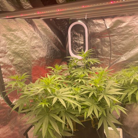 Future 1 photo growlog timeline photo
