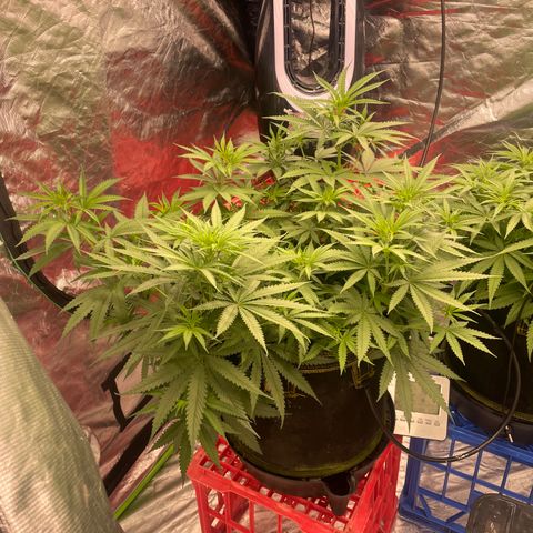 Future 1 photo growlog timeline photo