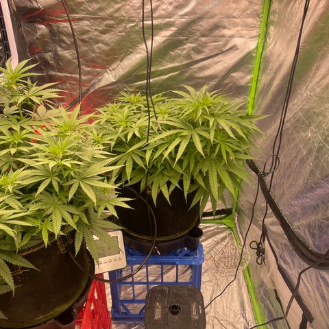 Future 1 photo growlog timeline photo