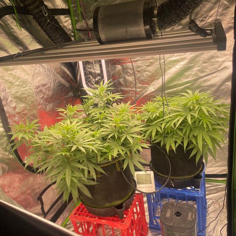 Future 1 photo growlog timeline photo