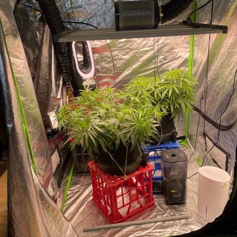 Future 1 photo growlog timeline photo