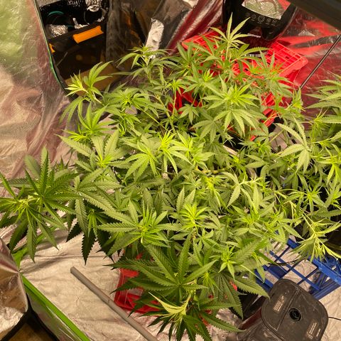 Future 1 photo growlog timeline photo