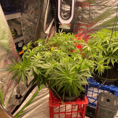 Future 1 photo growlog timeline photo