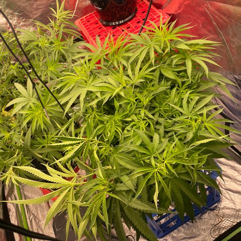 Future 1 photo growlog timeline photo