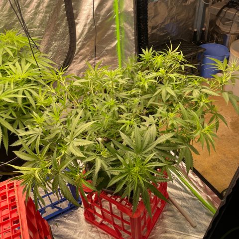 Future 1 photo growlog timeline photo