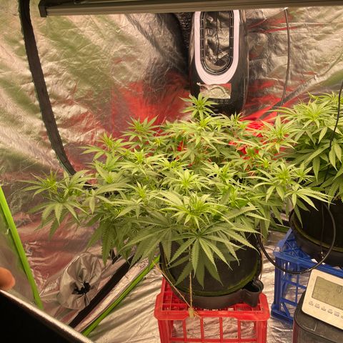 Future 1 photo growlog timeline photo