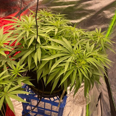 Future 1 photo growlog timeline photo