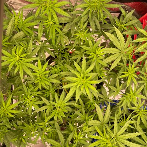 Future 1 photo growlog timeline photo