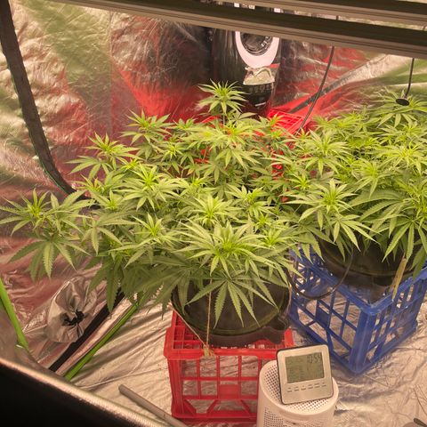 Future 1 photo growlog timeline photo