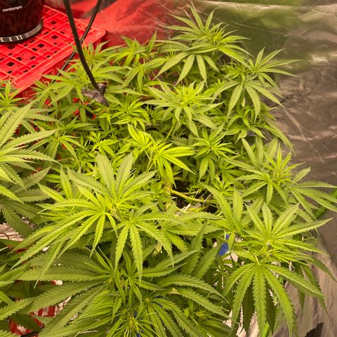 Future 1 photo growlog timeline photo