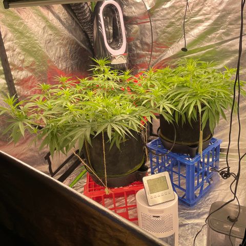 Future 1 photo growlog timeline photo