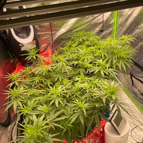 Future 1 photo growlog timeline photo