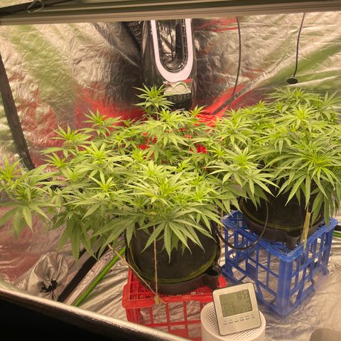 Future 1 photo growlog timeline photo