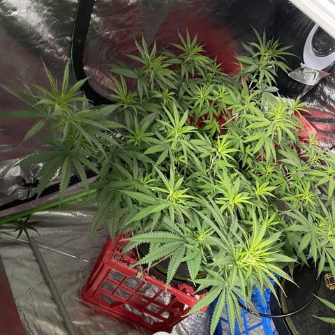 Future 1 photo growlog timeline photo