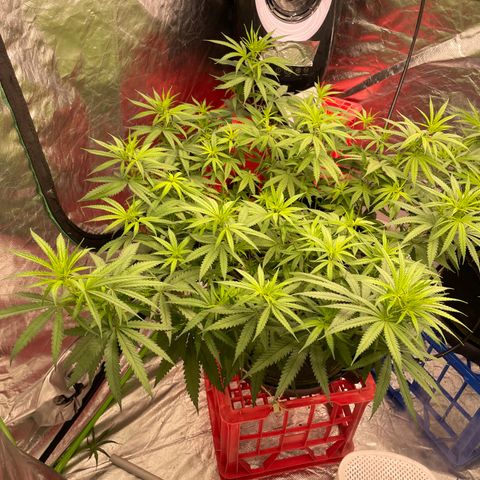 Future 1 photo growlog timeline photo