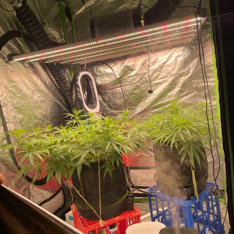 Future 1 photo growlog timeline photo