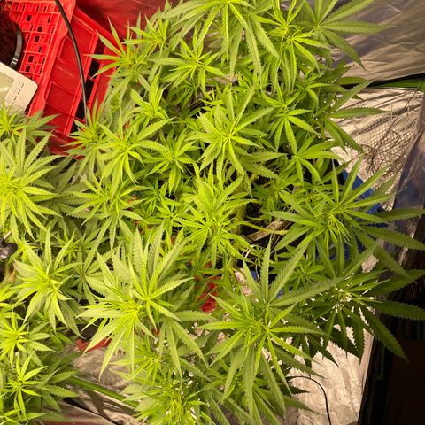 Future 1 photo growlog timeline photo