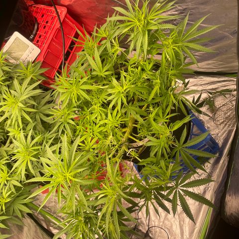 Future 1 photo growlog timeline photo