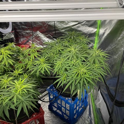 Future 1 photo growlog timeline photo