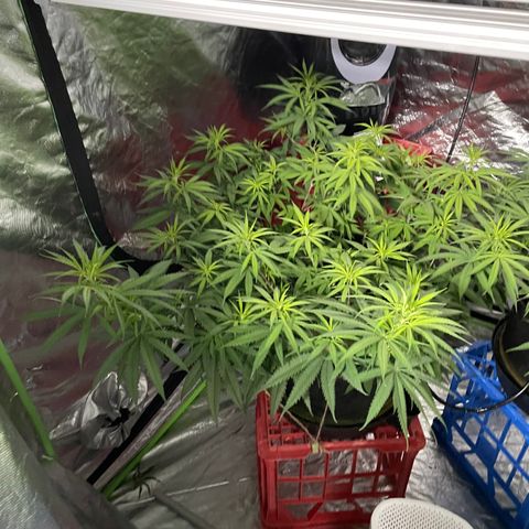 Future 1 photo growlog timeline photo