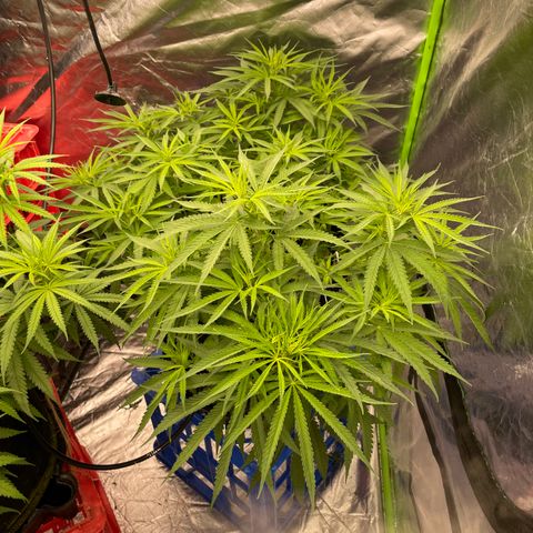 Future 1 photo growlog timeline photo