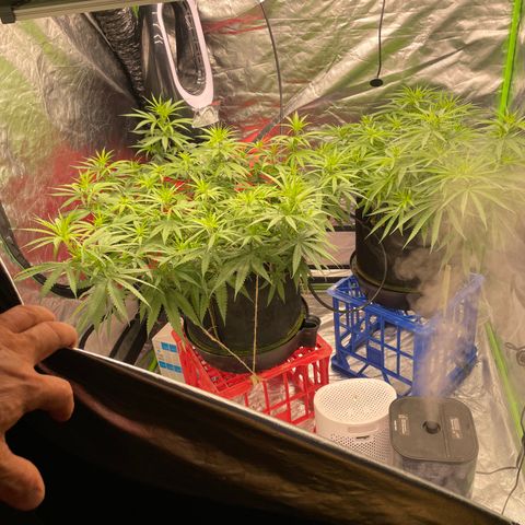 Future 1 photo growlog timeline photo