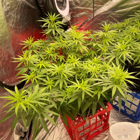 Future 1 photo growlog timeline photo