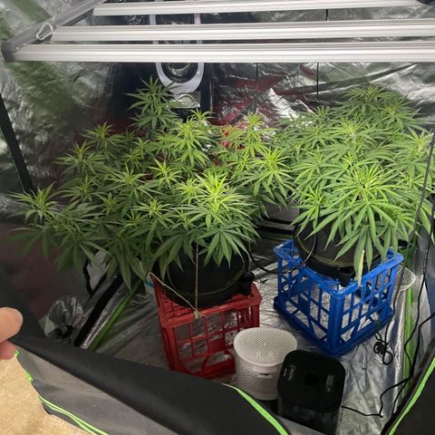 Future 1 photo growlog timeline photo