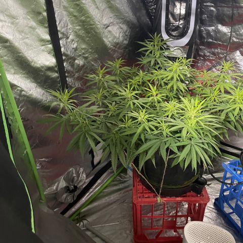 Future 1 photo growlog timeline photo