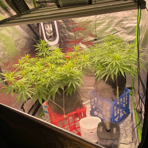 Future 1 photo growlog timeline photo