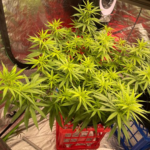 Future 1 photo growlog timeline photo