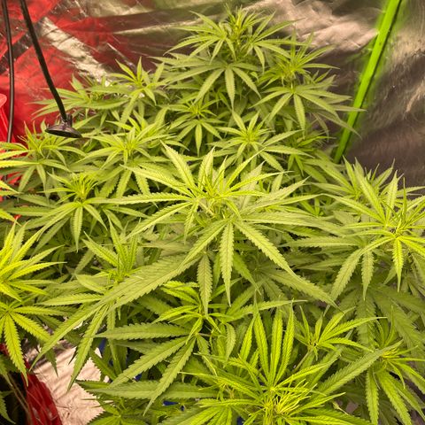 Future 1 photo growlog timeline photo