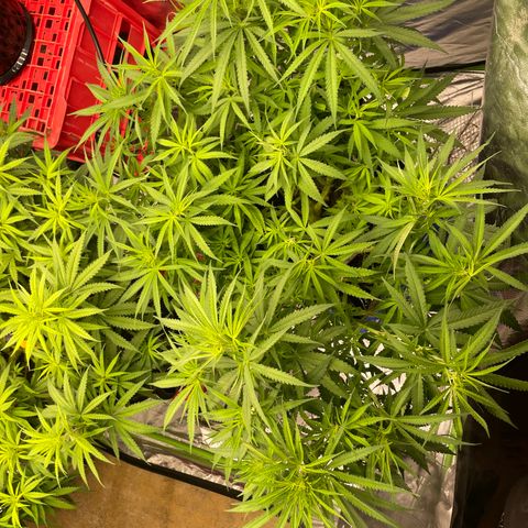 Future 1 photo growlog photo: 5.30 pm