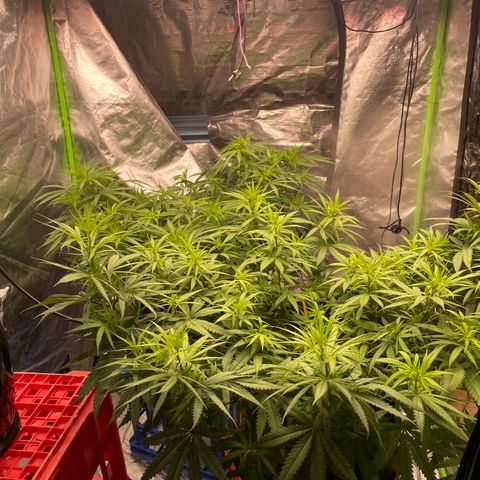 Future 1 photo growlog photo: 5.30 pm