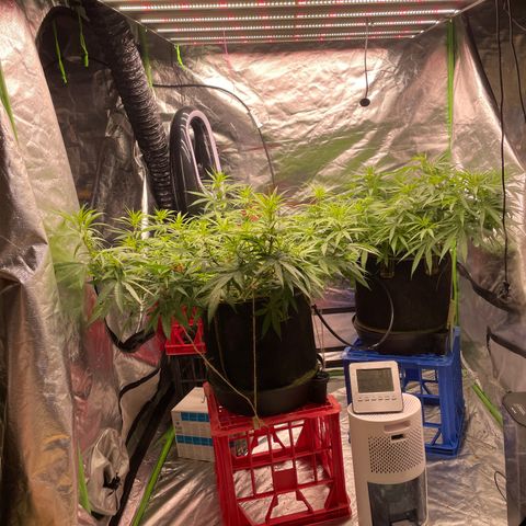 Future 1 photo growlog photo: 5.30 pm