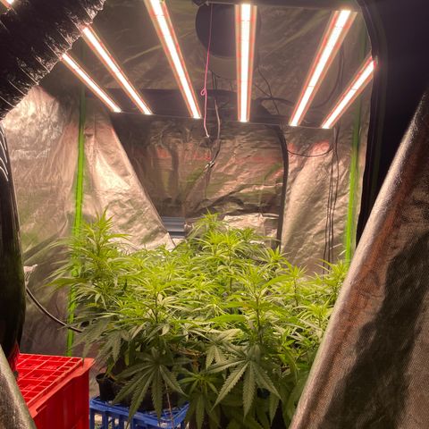 Future 1 photo growlog photo: 5.30 pm