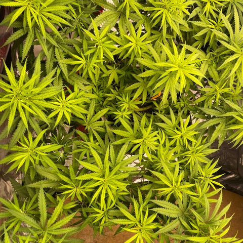 Future 1 photo growlog photo: 5.30 pm