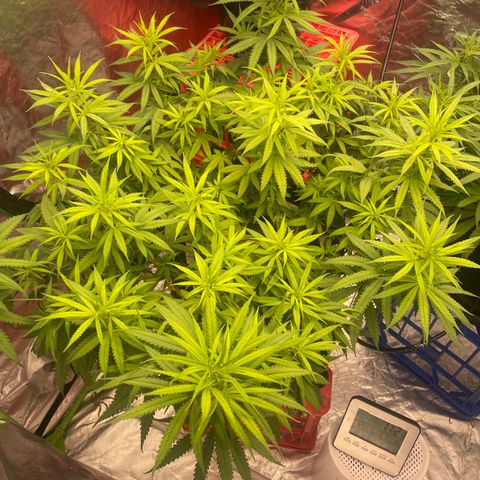 Future 1 photo growlog timeline photo