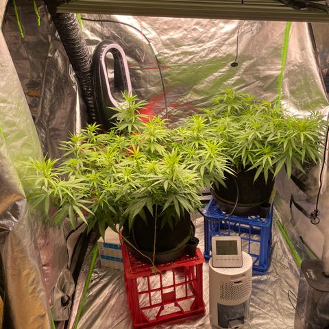 Future 1 photo growlog photo: 5.30 pm