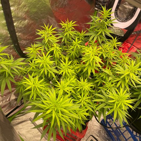 Future 1 photo growlog timeline photo