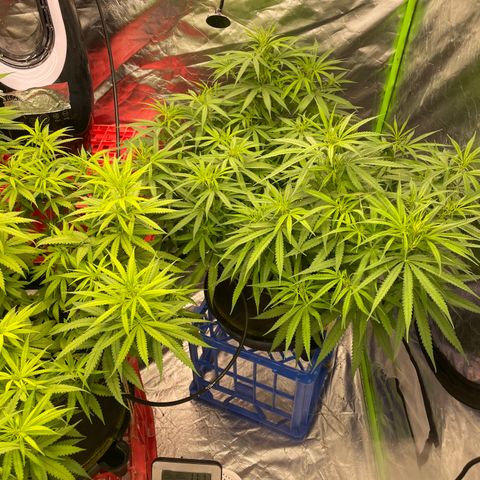 Future 1 photo growlog timeline photo