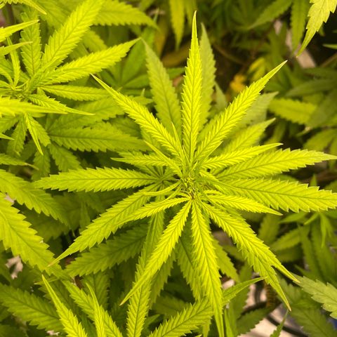 Future 1 photo growlog timeline photo